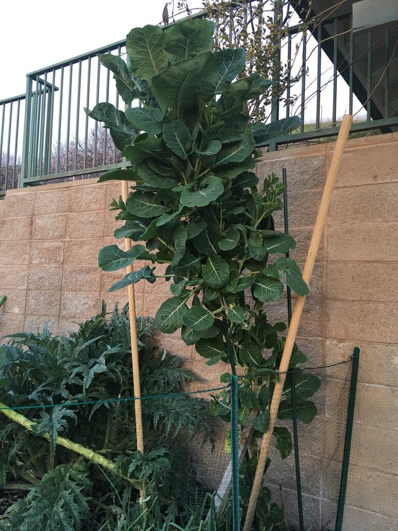 Green Tree Collard (aka Tree Kale) Perennial Green *30 Seeds*