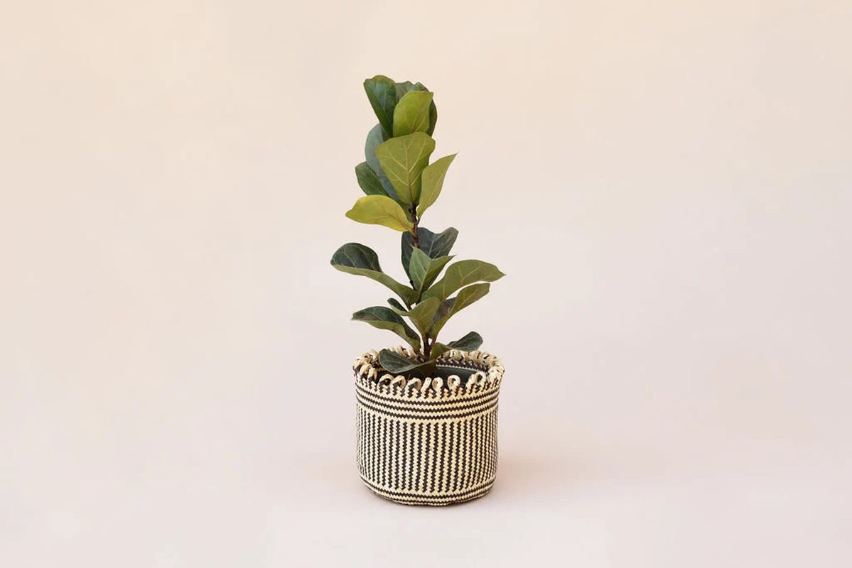 6" Fiddle Leaf Fig Live Plant, Live House Plant, Modern Farmhouse Decor, Indoor Plant, Handwoven Planter Basket, Boho Home Decor, Gift Home
