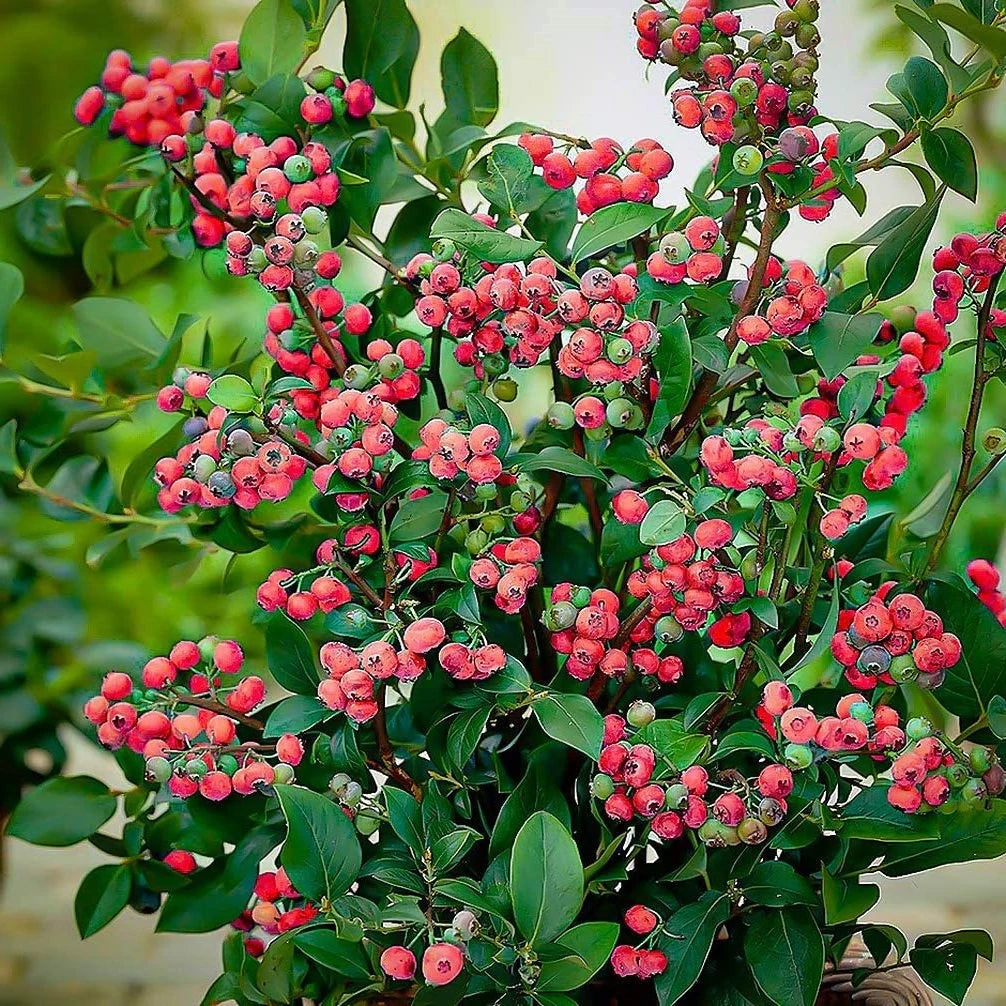 Pink Lemonade Blueberry Bush - Dwarf Blueberry Plant - Dwarf Fruit Tree - Live Starter Blue Berry Plant - Fruit Tree Live Plant