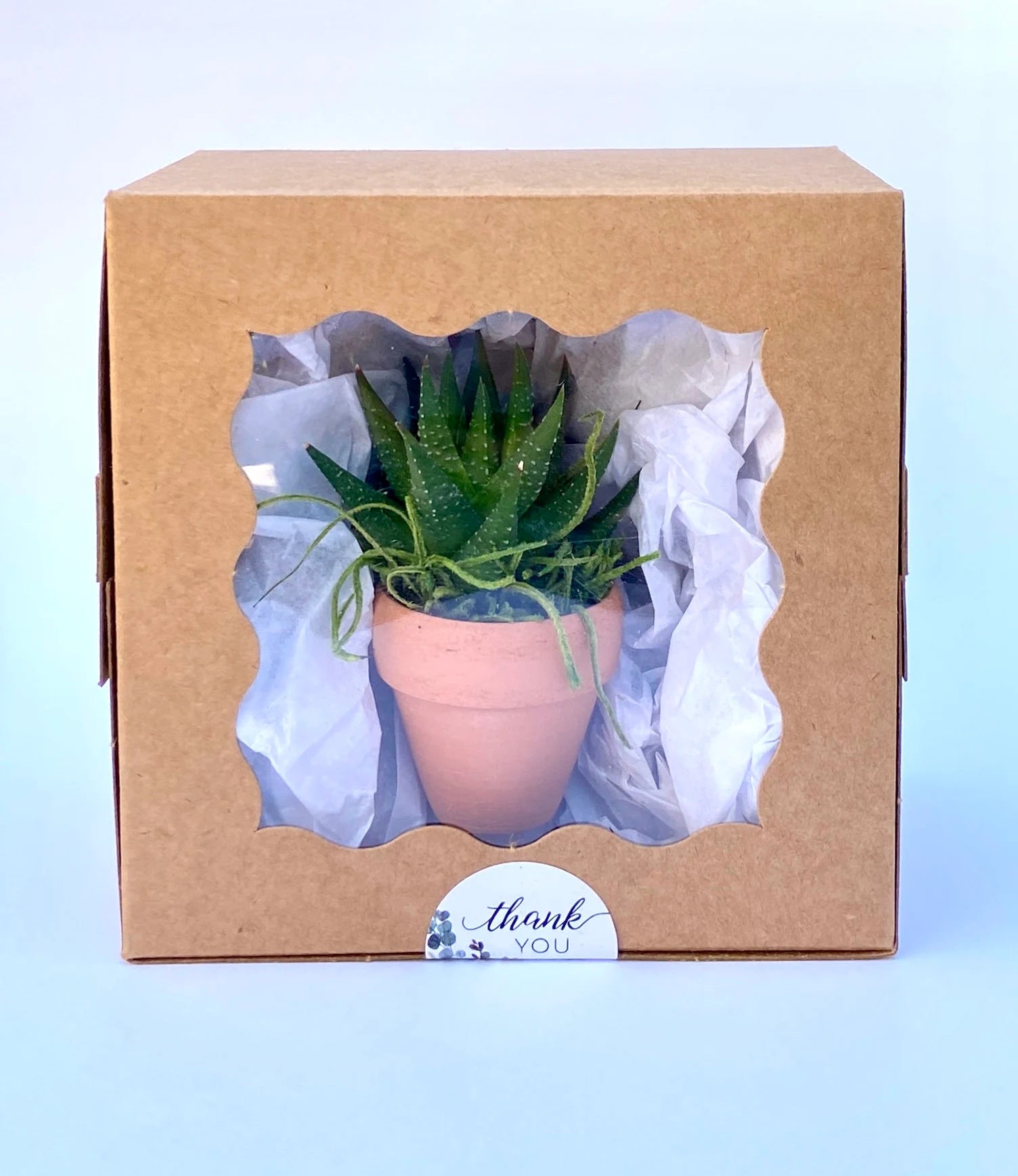 Mini Potted Succulent: Tiny Live Plant Gift, Baby Shower Favor