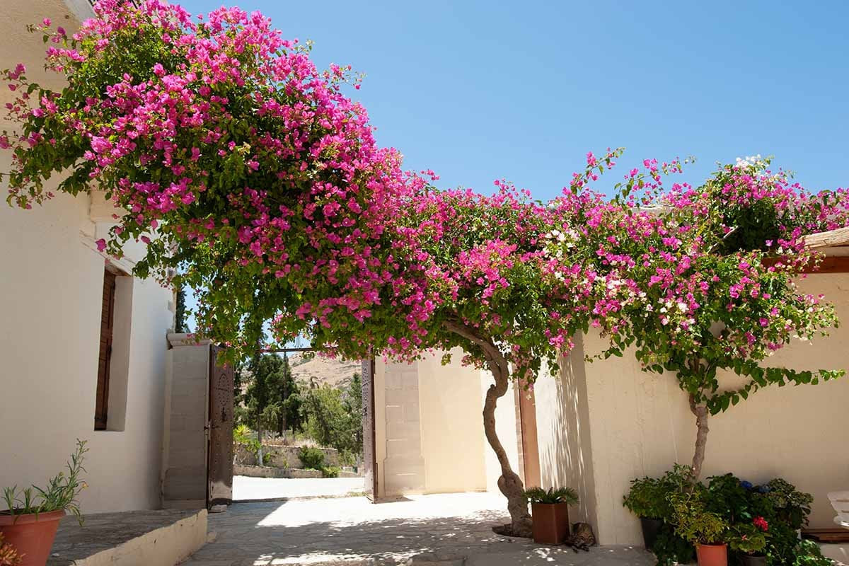 5 Pack COLOR BLAST Bougainvillea Trumpet Vine Flower Live Plant starter plants in small pot 2.5" x 4" Hummingbird Flowers
