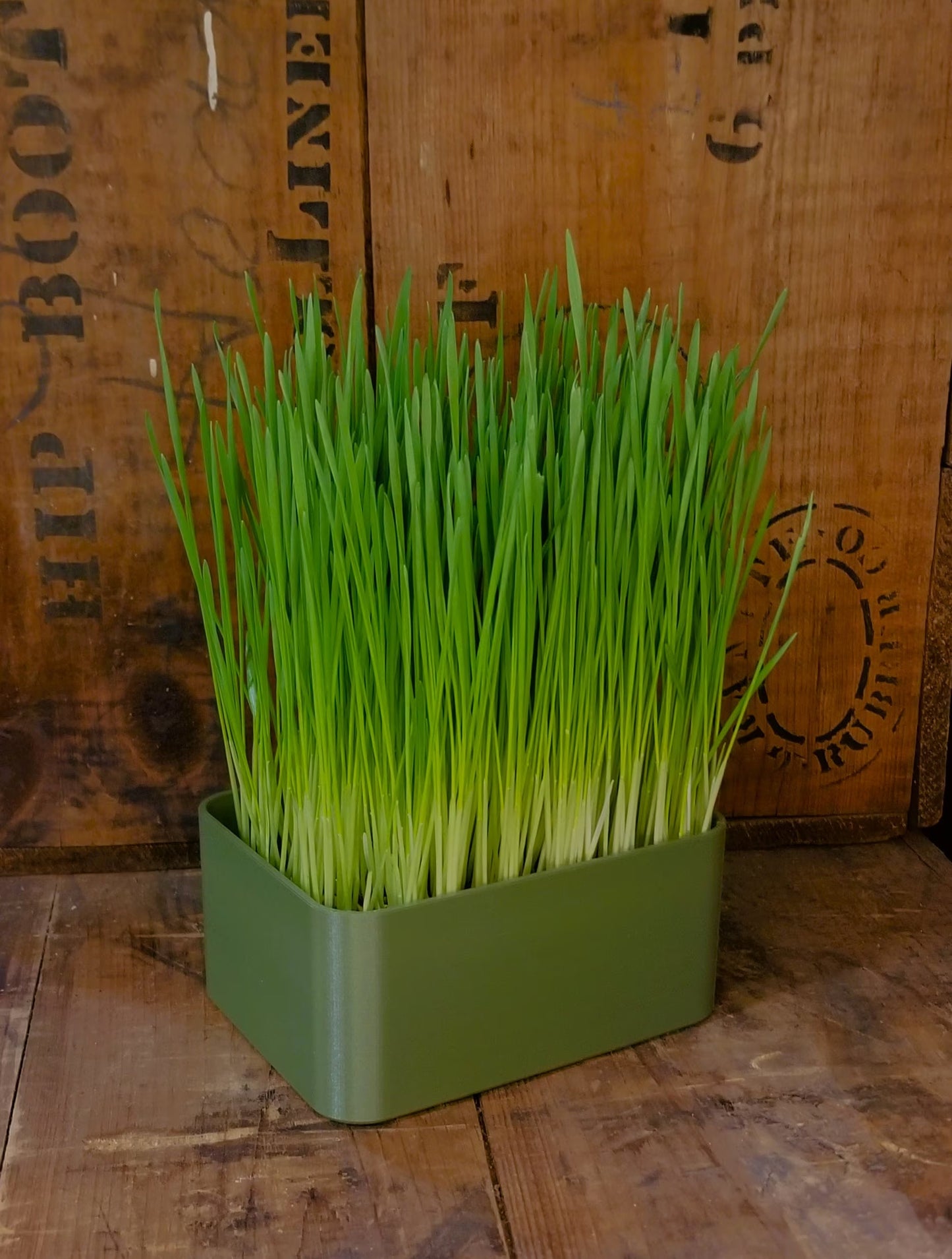 Organic Wheat Grass Grow Kit - Easy Grow Wheat Grass with Decorative Planter