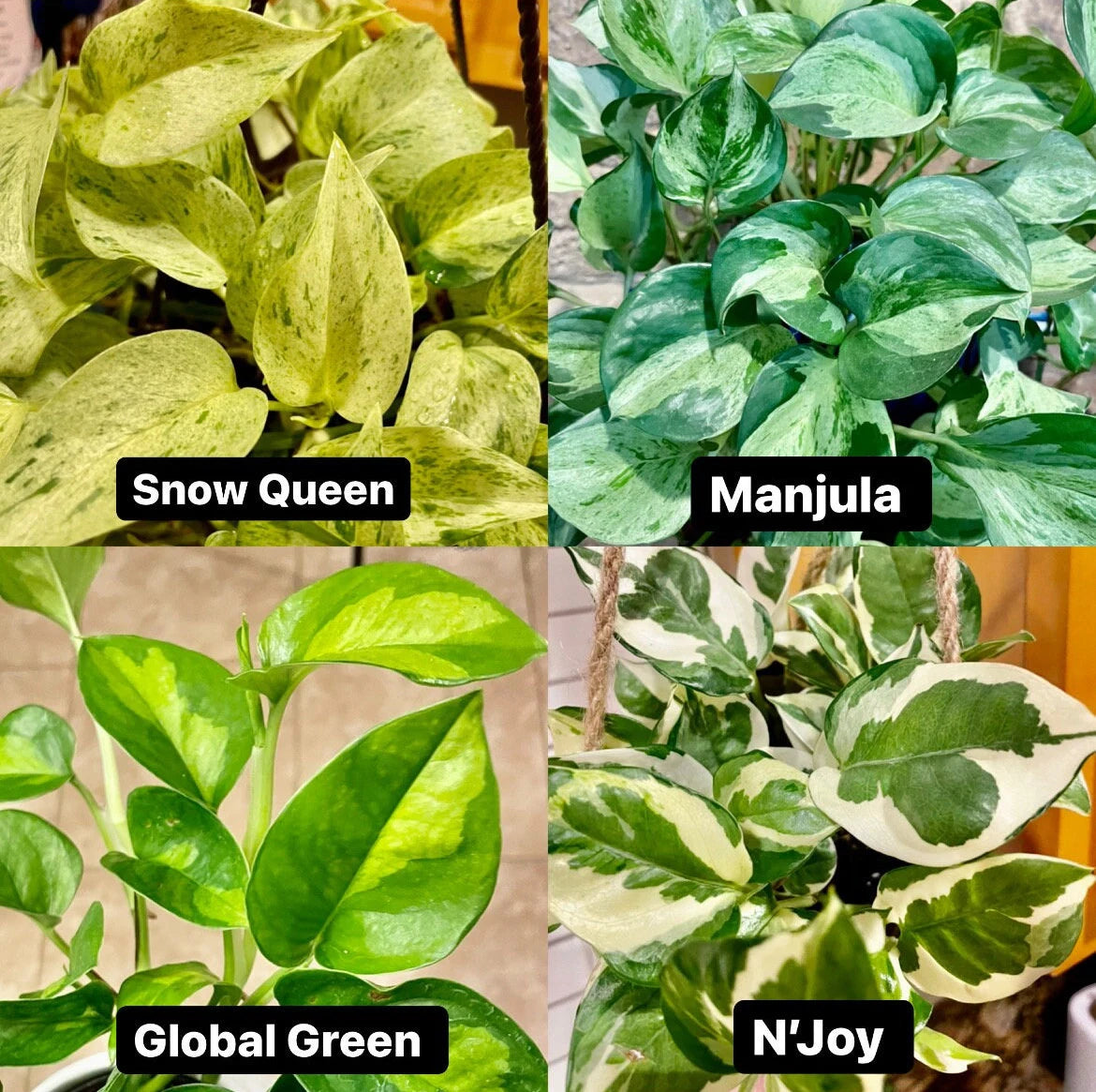 Mystery Node Bundle Pack | Sets of 3, 5, 10 or 12 | No Golden Pothos in any box!!