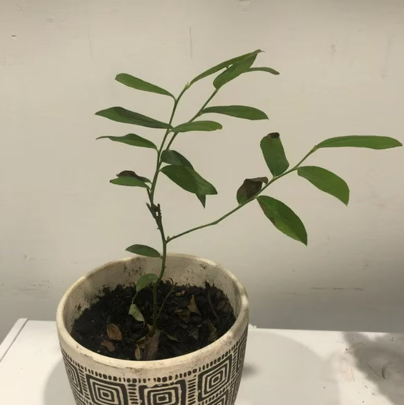 Pink Lemonade Blueberry Bush - Dwarf Blueberry Plant - Dwarf Fruit Tree - Live Starter Blue Berry Plant - Fruit Tree Live Plant