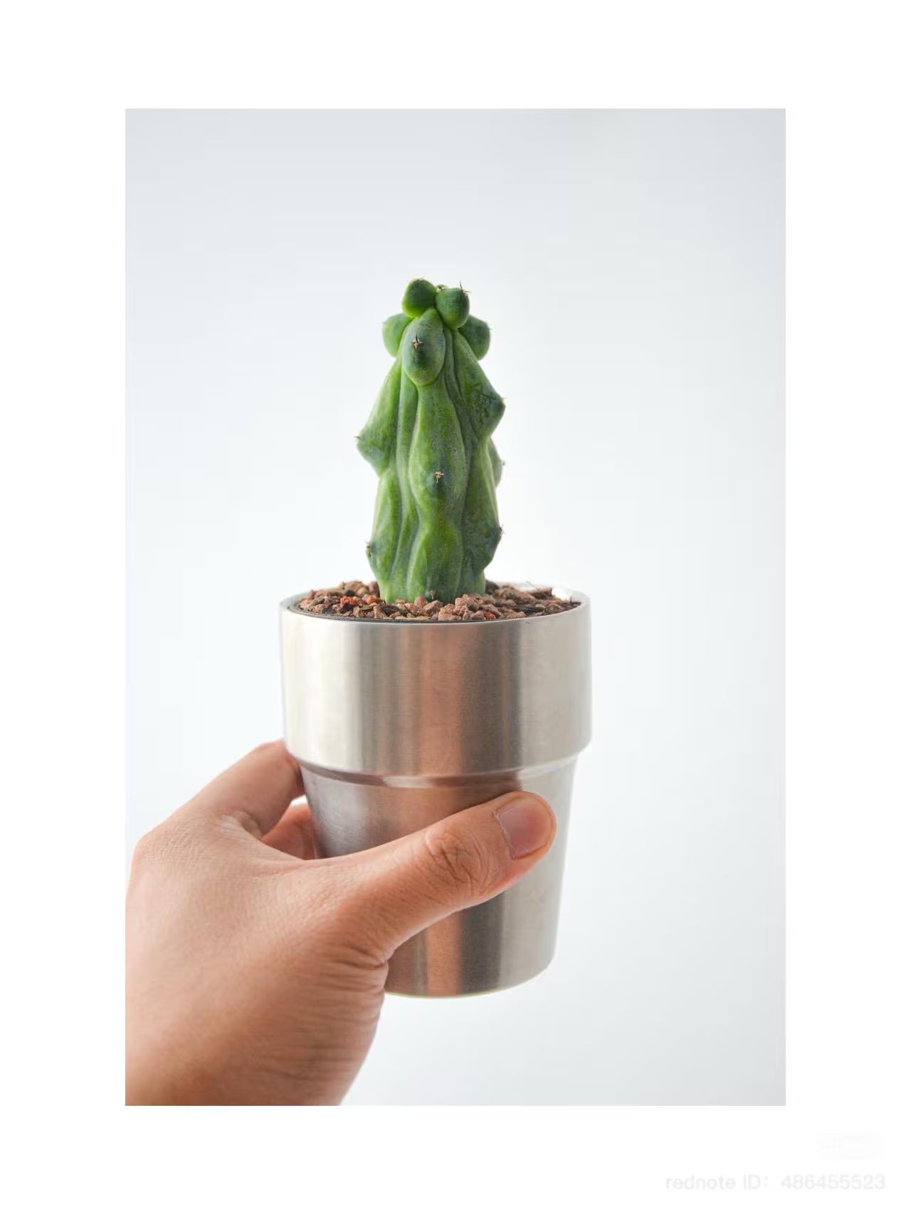 Live Plant-Unique Boobie Cactus|Myrtillocactus geometrizans ‘Fukurokuryuzinboku’|Rare Collector’s Plant |Christmas Tree Cactus|Father’s Day