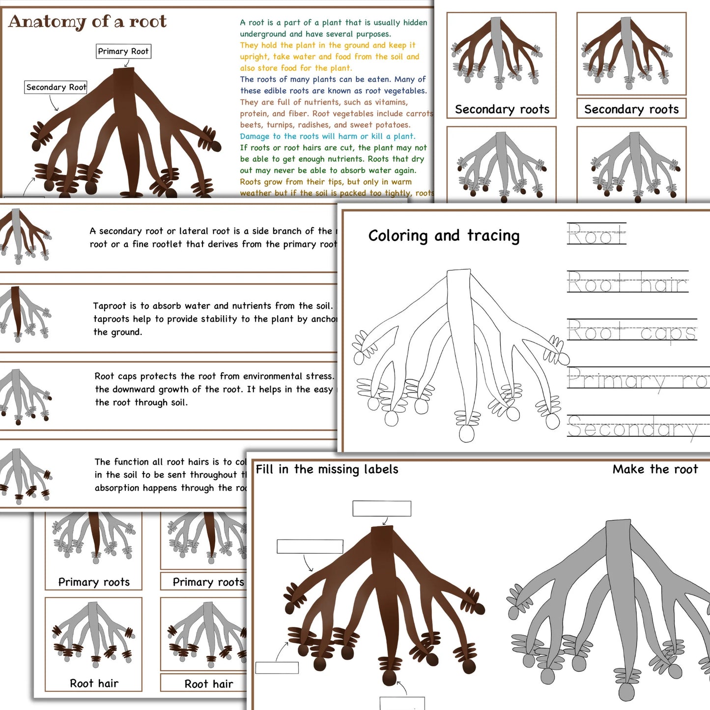 Garden unit study, Roots anatomy, seed anatomy, soil layers, roots montessori 3 part cards, types of soil,germination activity, spring unit