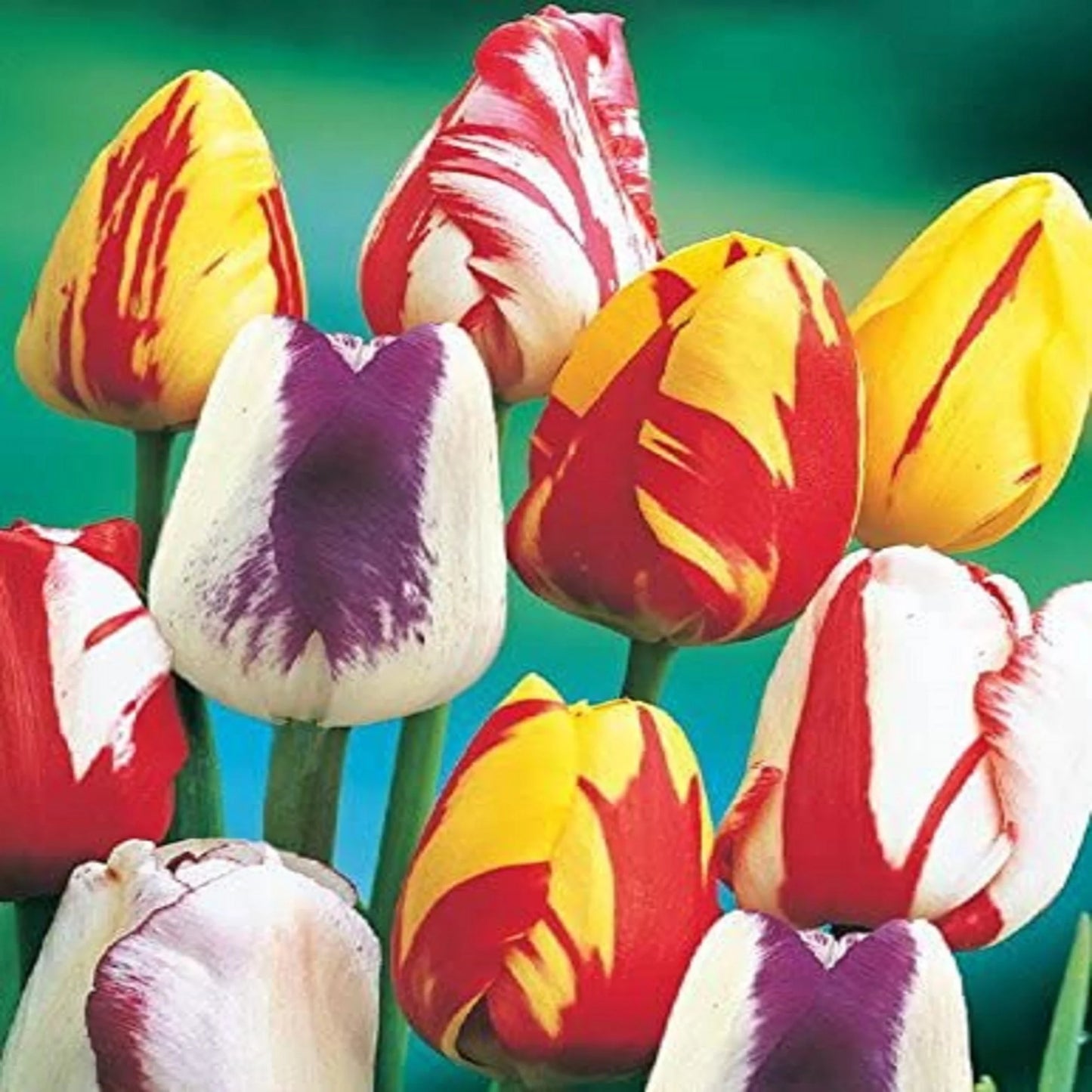Tulip Bulbs, Rembrandt Mixed Tulip Flower Bulbs , Fall Planting for Spring Blooms COOL BEANS N SPROUTS