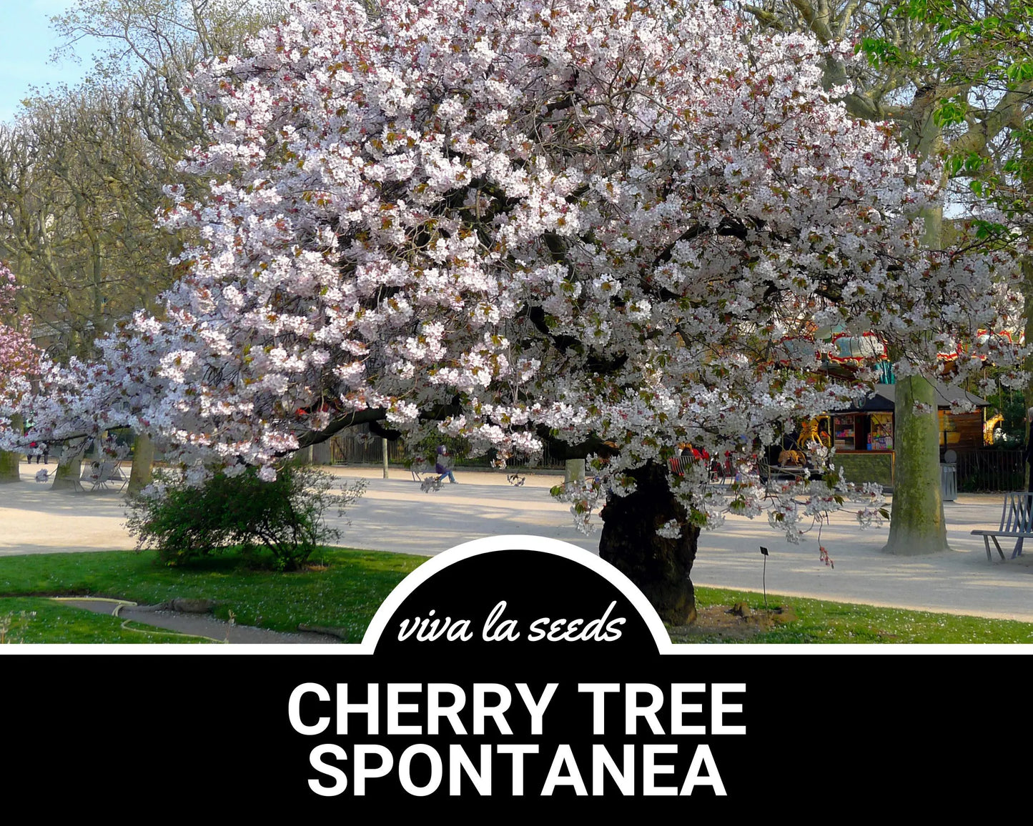 Cherry Tree, Japanese Flowering | 10 Seeds | Stunning Blooms | Hill Cherry | Mountain Cherry | Yamazakura | Prunus serrulata 'Spontanea'