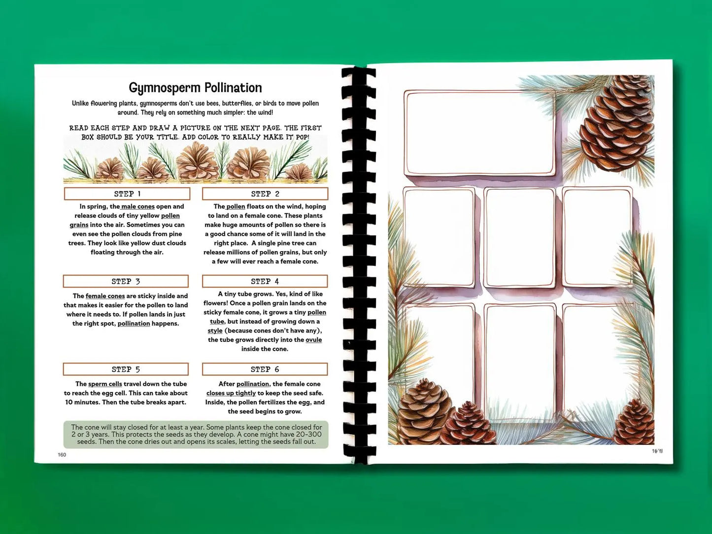 Botany Workbook for Homeschoolers - Grades 5β12 - Creative, Credit-Worthy Plant Science - Homeschool Middle School - Neurodivergent Friendly
