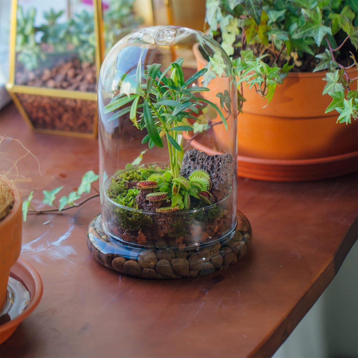 Glass Cloche Dome with Air Hole and Base, 5.9 x 5.9 x 8.2 Inches, Clear Terrarium Planter for Carnivorous Plants, Small Cactus, Succulents, Venus Flytrap, Tabletop Decoration (No Plants)