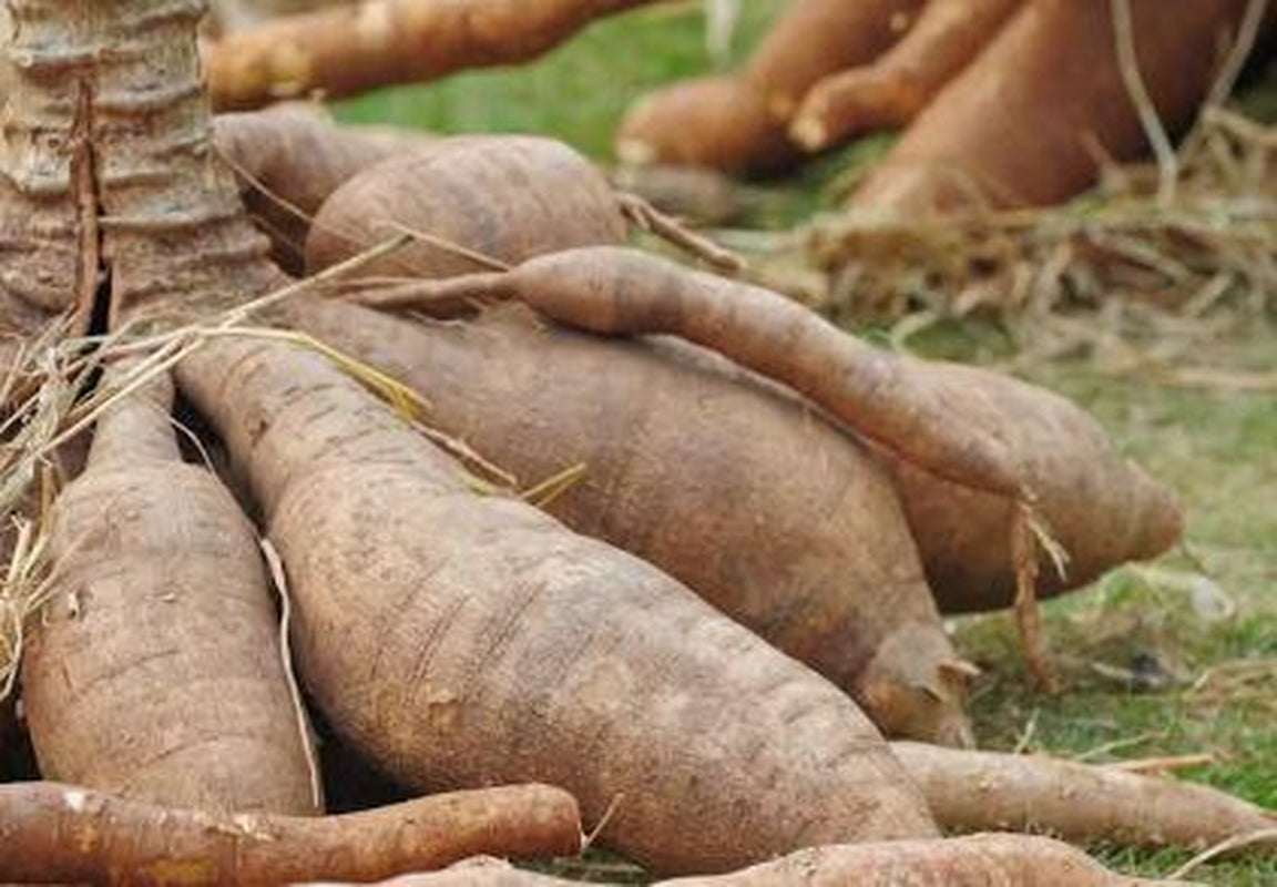 5 Yucca Cassava cuttings for propagation