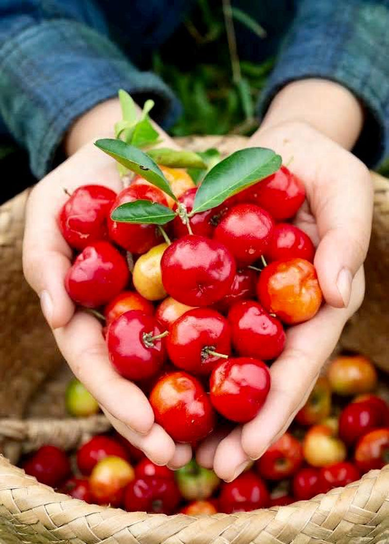 Cherry Tree – Fast-Growing, High-Yield Edible Fruit Tree | Homegrown Sweet Cherries | Perfect for Gardens or Large Pots | Free Shipping