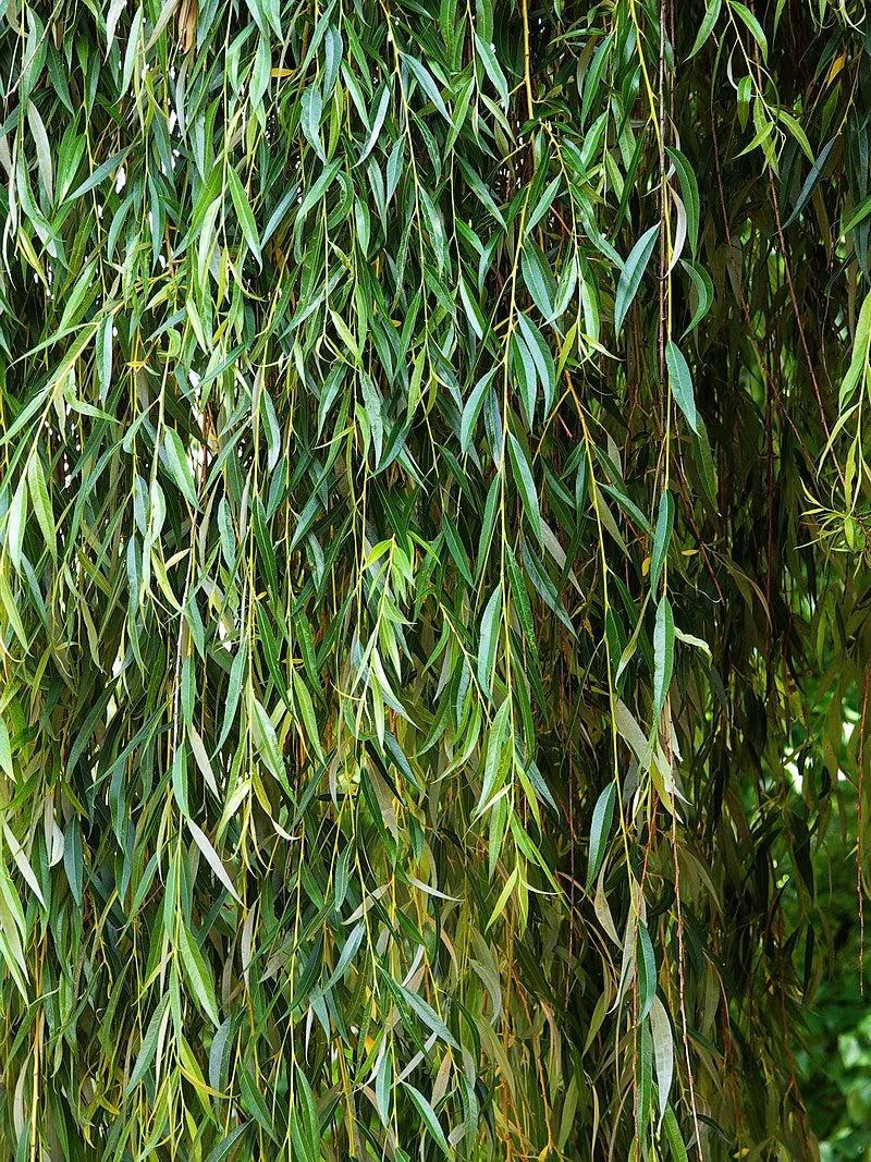 5 + 1 FREE Weeping Willow Cuttings is the a great accent in your garden. Free Shipping!!!!!!!! Green Garden Corner.