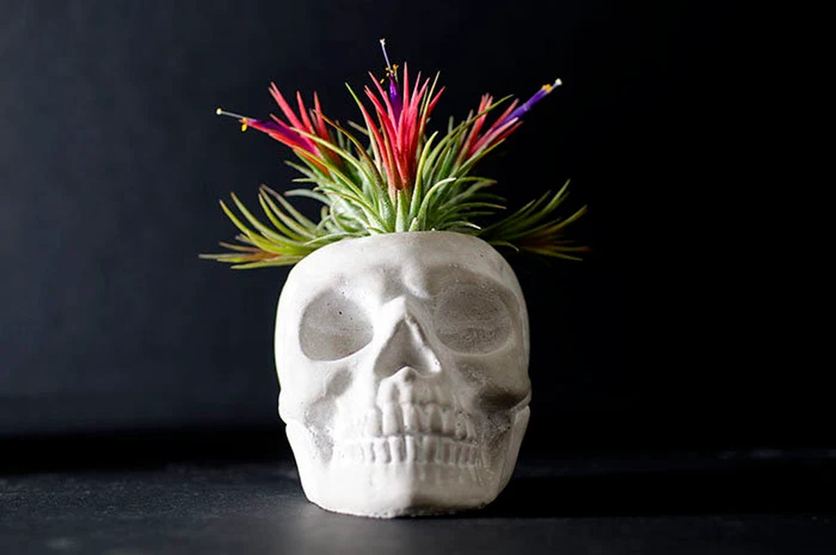 Sugar Skull Planter - Concrete | Plant Pot, Indoor House Plant, Air Plants, Tillandsia, Succulent, Science Gothic Halloween Decor