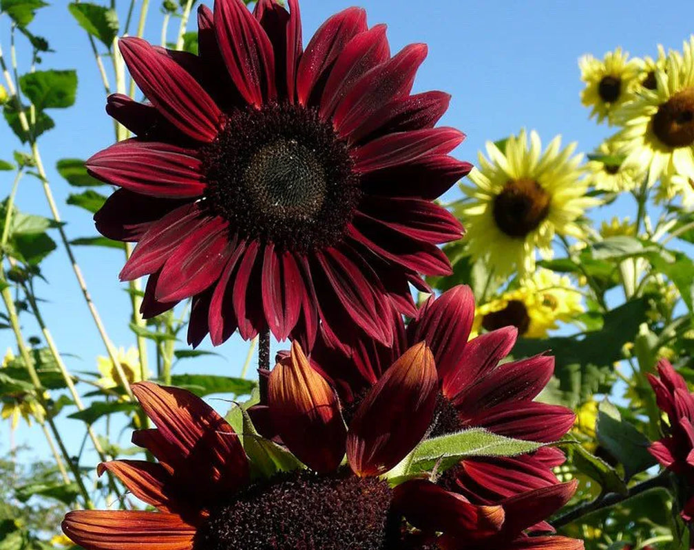 Chocolate Cherry Sunflower, Helianthus Annuum HA0425
