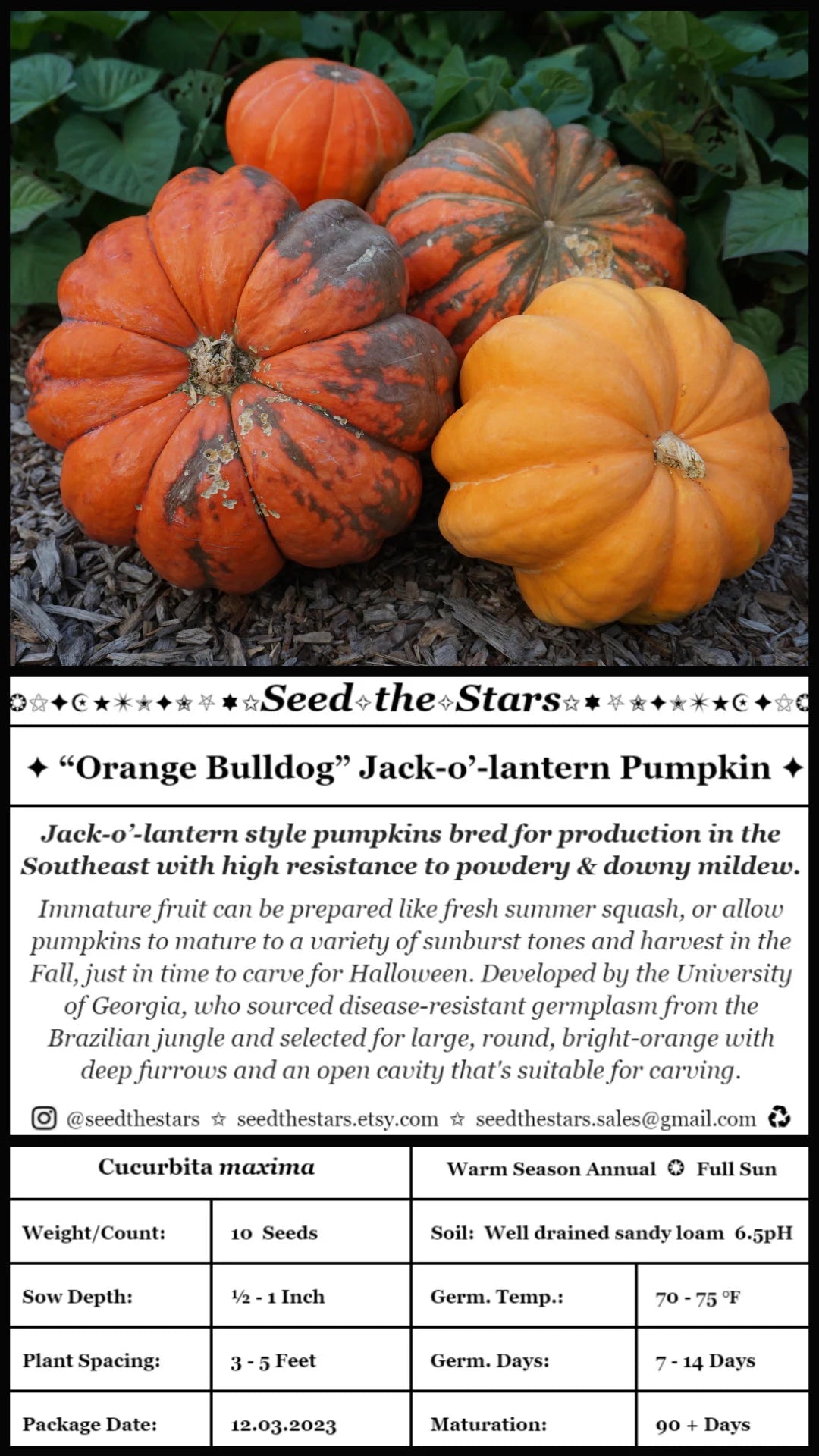 10 'Orange Bulldog Pumpkin' Seeds, Disease Resistant Jack-o’-lantern, Cucurbita maxima, University of Georgia Pumpkin Seeds, Seed The Stars