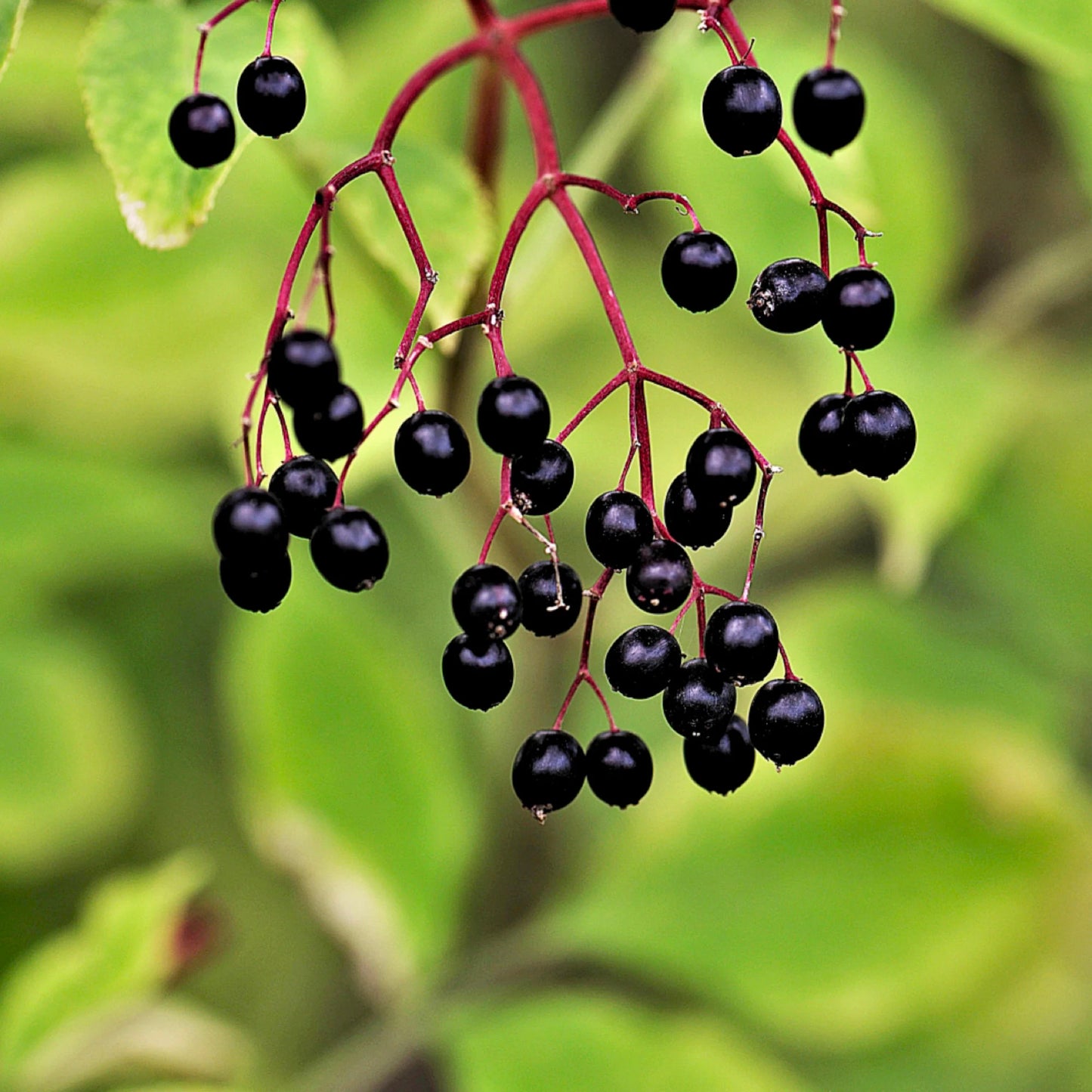 Elderberry Seeds - Organic, Heirloom, Open Pollinated, Non GMO - Grow Indoors, Outdoors, In Pots, Grow Beds, Soil, Hydroponics & Aquaponics