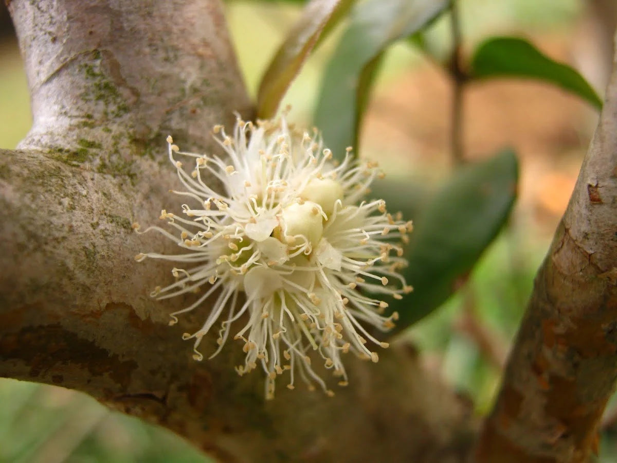 Brazilian Grape Tree~~Jaboticaba Plinia Cauliflora Sabara Fruit~~Small Rooted STARTER Plant