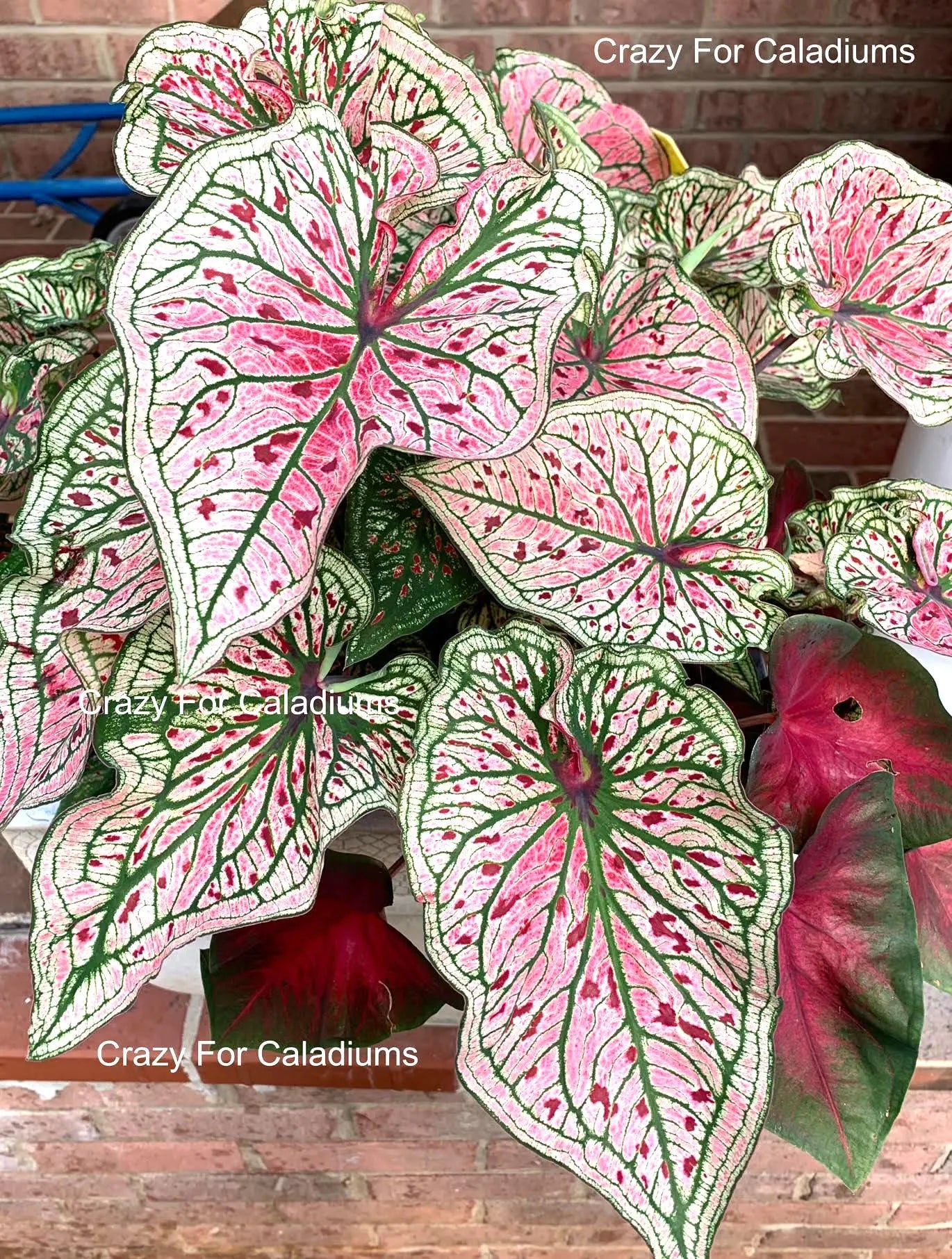 Caladium 'Spicy Lizard' Size#2(2 Bulbs), Size #1(1 bulb)**New Crop 2025 **Available to ship now!!!