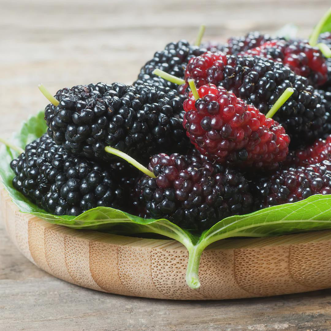 Mojo Dwarf Mulberry Tree: Compact Patio Fruit Tree (4" Pot)