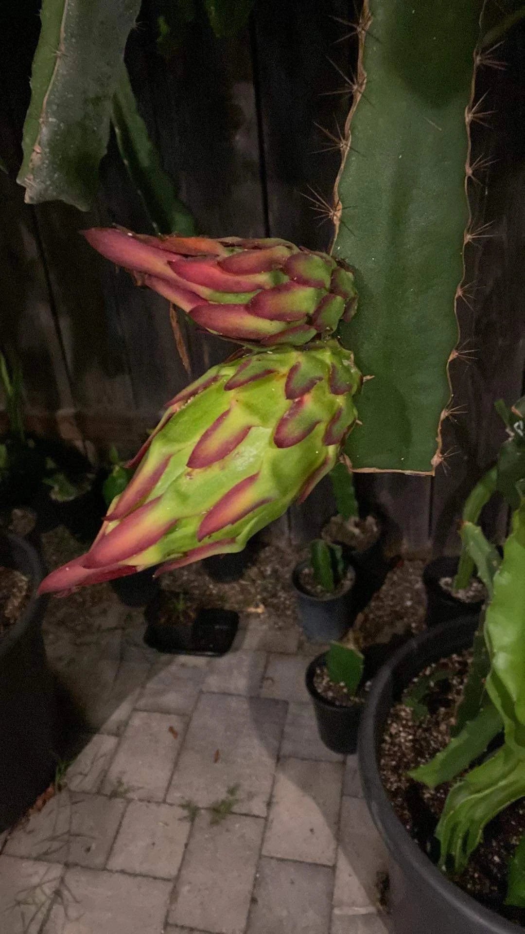 Dragon Fruit Plants(Cuttings)