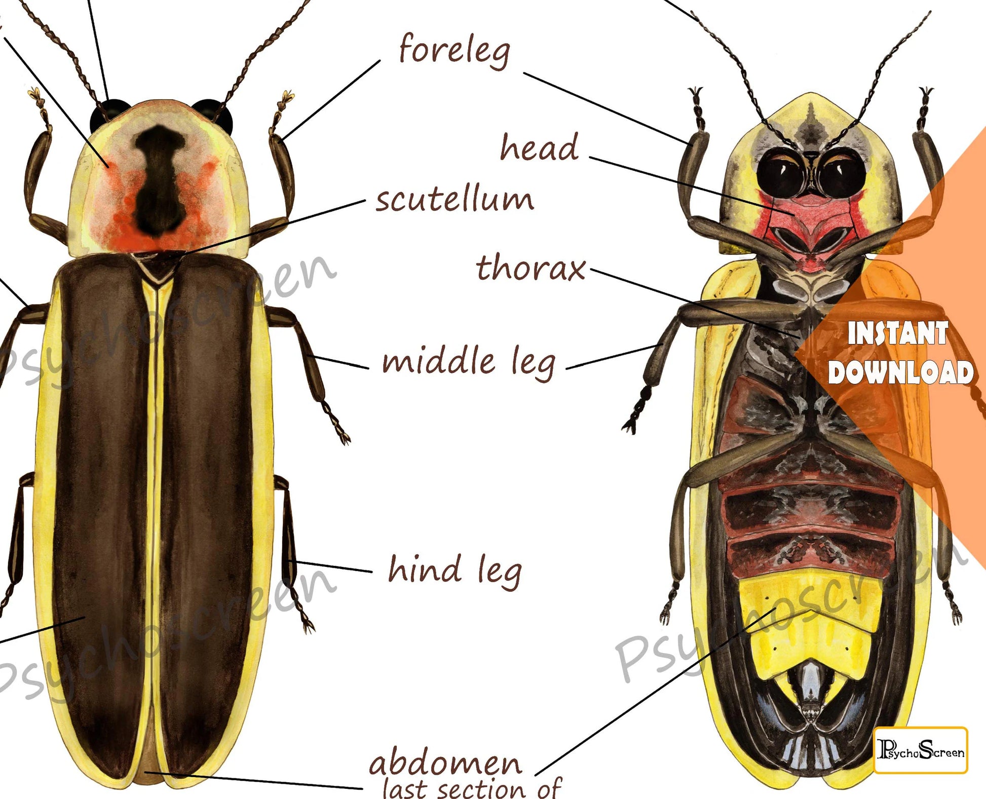FIREFLY Anatomy Poster - Printable Vintage & White, Montessori materials for insects