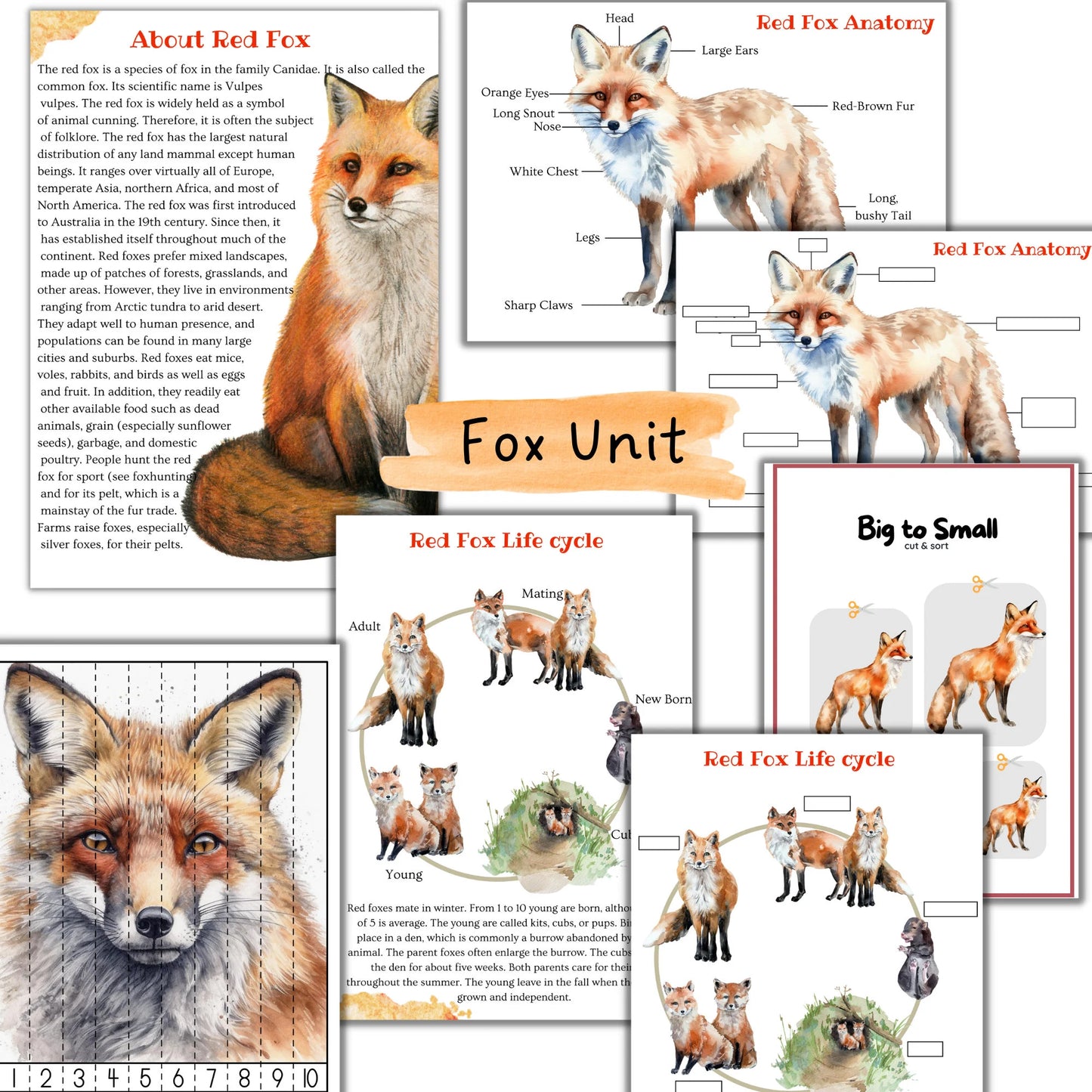 fall unit study, Mushroom unit study, Corn unit study, Fox unit study, Oak tree cycle, Fall activities, Fall nature study, Montessori fall