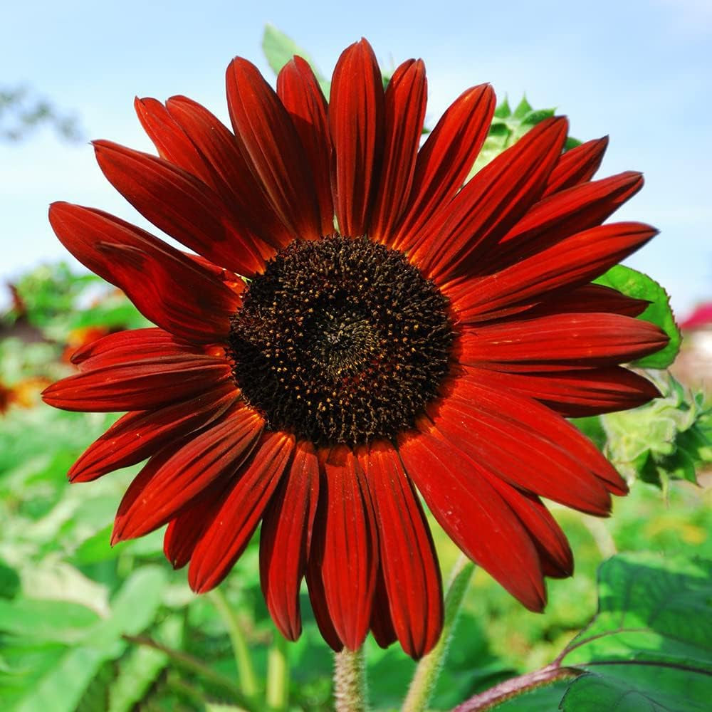 1000+ Sunflower Seeds for Planting Heirloom Non-GMO, Bulk Package of 15 Varieties Mix Seeds, Individually Packaged, Attracts Pollinators (Helianthus annuus)