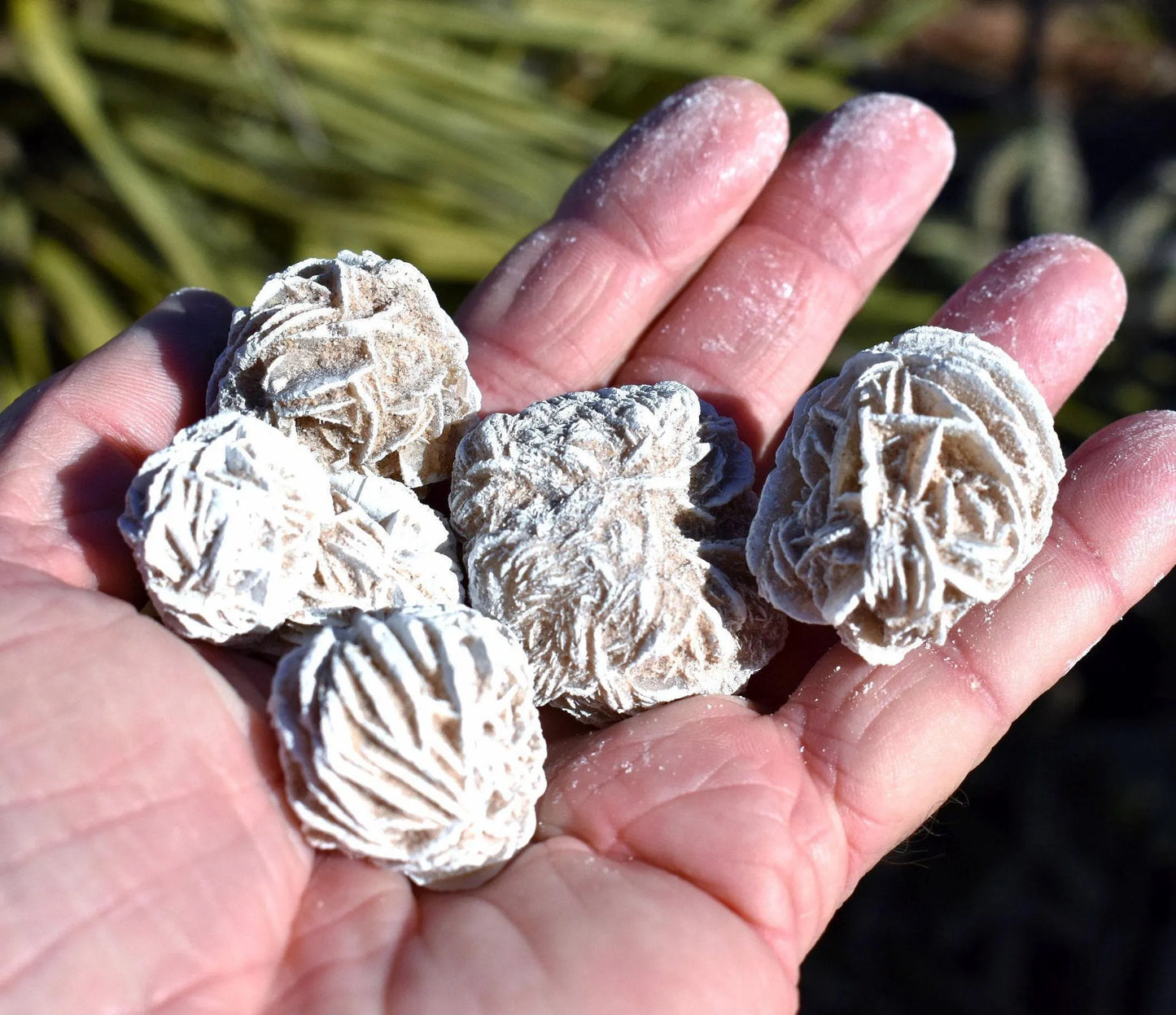Bulk DESERT ROSES * Natural Selenite Gypsum Crystal Mineral Stones * Choice of 1/2 or 1" Sizes * Mexico