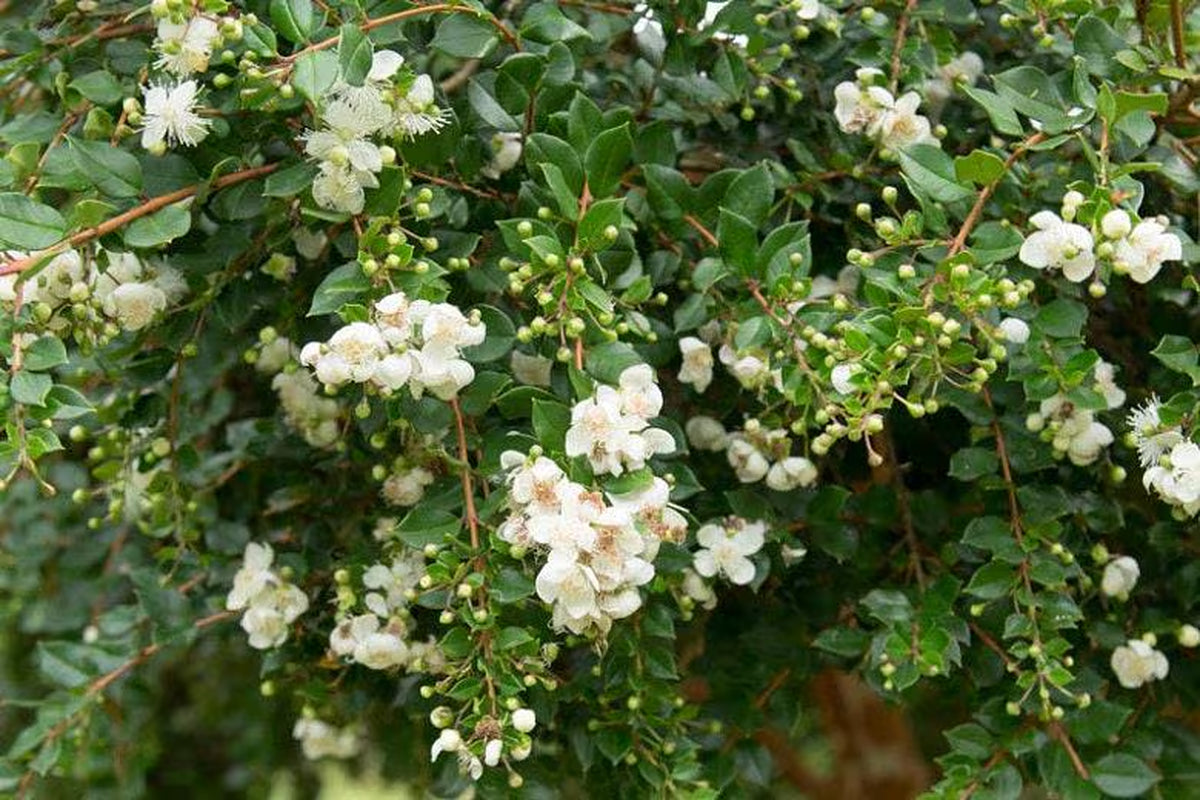 New* blueberry guava (luma apiculata) 1 live plant ship in 6" pot