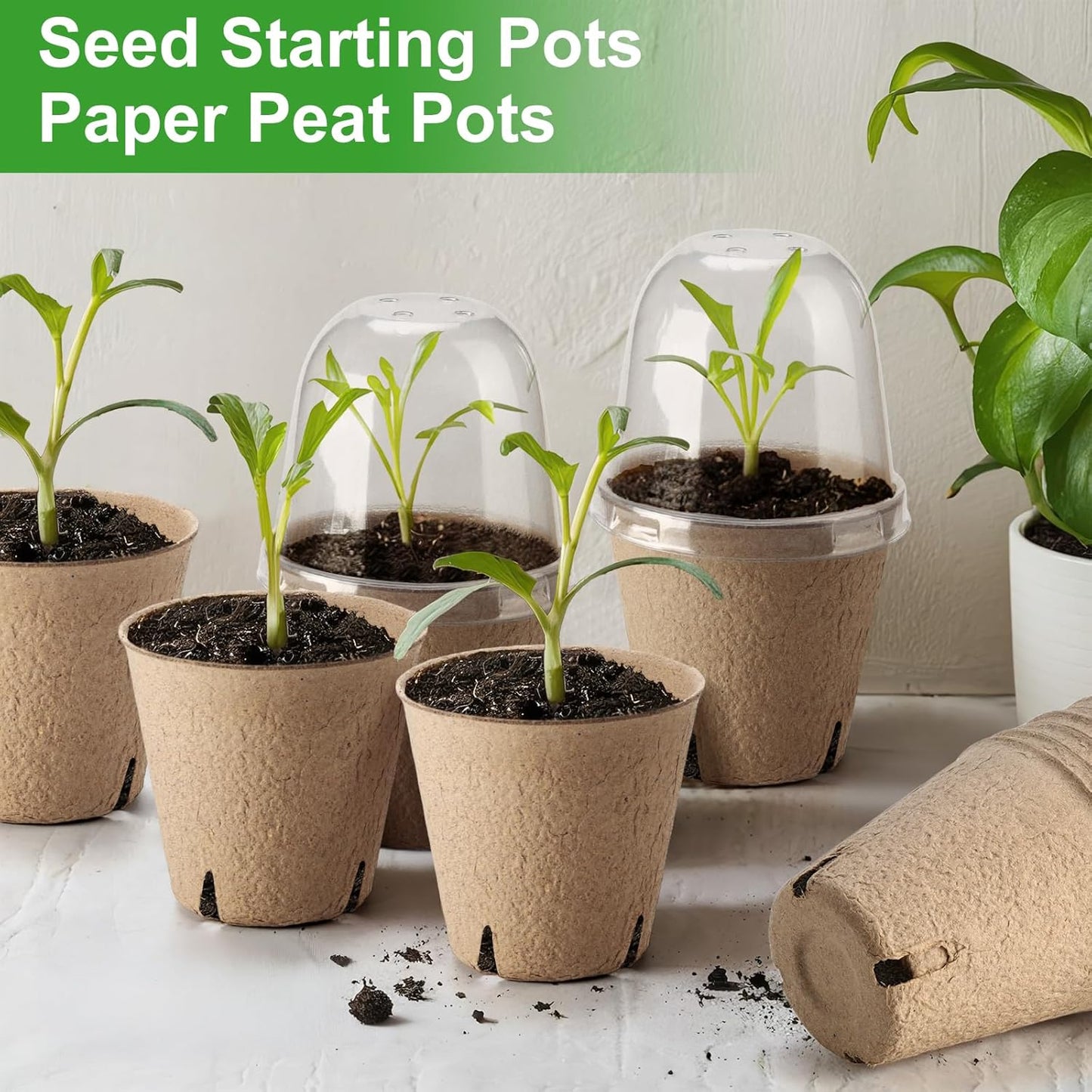 36 Set 3.15 Inch Peat Pots Plant Starters for Seedling with Humidity Dome,Herb Seed Starter Pots Kits, Garden Germination Nursery Pot Wit 36 Plant Labels, 2 Transplant Tools.