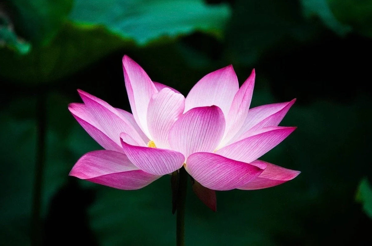 Sacred Lotus Bonsai Seeds, Pink Nelumbo Nucifera, For growing in Pond or Water Bowl NE8006