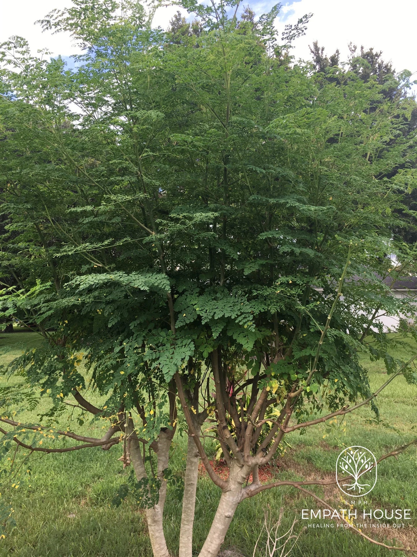 Moringa Oleifera Stem Cuttings (No chemicals sprayed/Used) Florida Grown USA ~ Natural