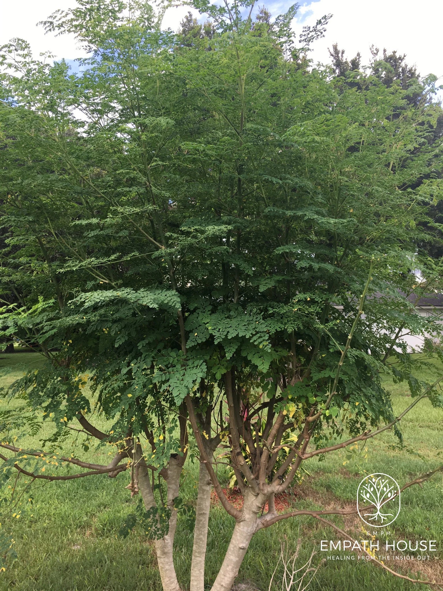 Moringa Oleifera Stem Cuttings (No chemicals sprayed/Used) Florida Grown USA ~ Natural
