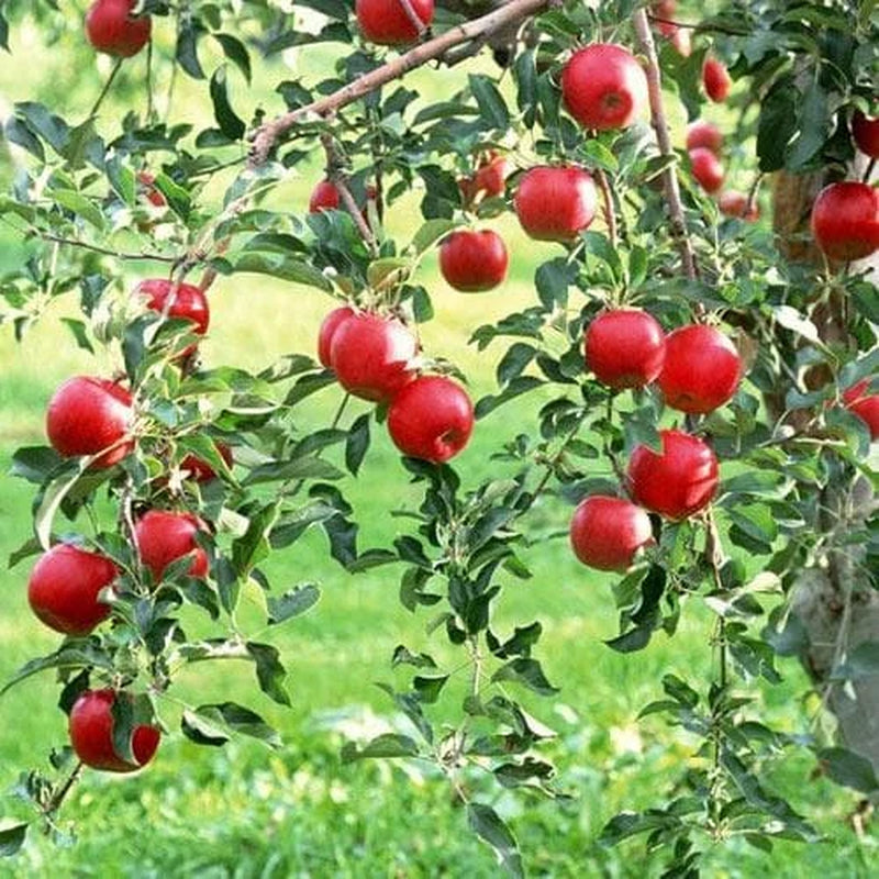 Red Delicious Apple Fruit Tree Quart Pot 2'' Feet Haight