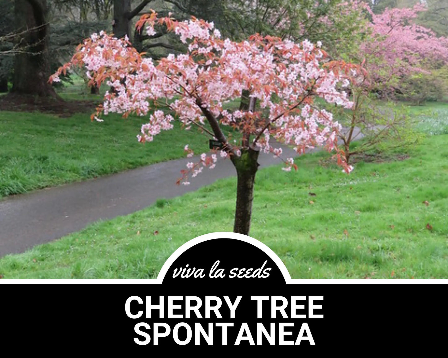 Cherry Tree, Japanese Flowering | 10 Seeds | Stunning Blooms | Hill Cherry | Mountain Cherry | Yamazakura | Prunus serrulata 'Spontanea'