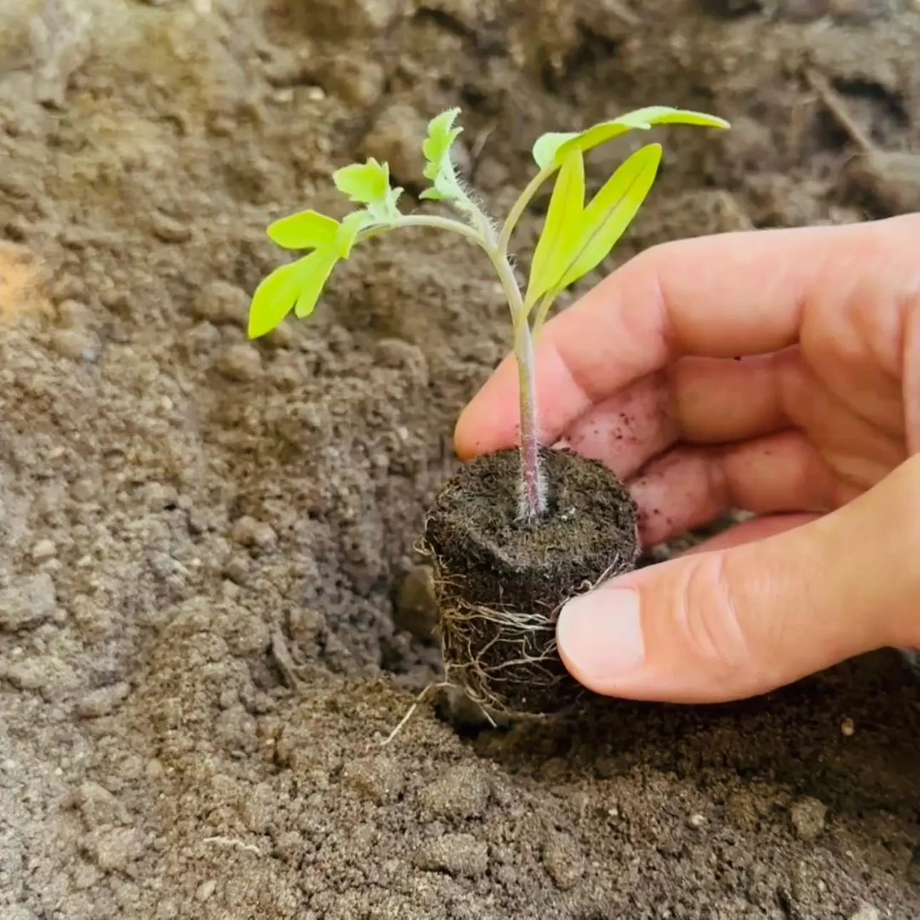 Lettuce Bundle: Ready-to-plant seedlings, Starts, Plugs, Garden ready, Live plants, Transplants, Pre-sprouted, For soil & hydroponic gardens