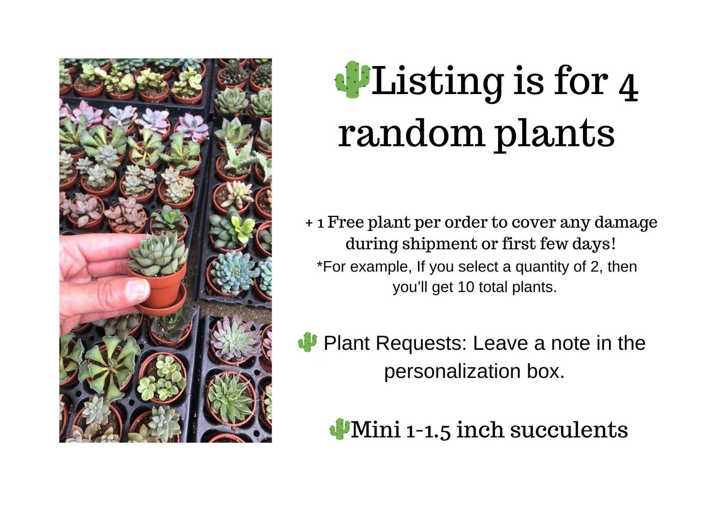 Mini Succulent Collection, 4 Mini Fairy Garden/Terrarium Plants, 1" Plants in pots + Saucers, Succulent Favors, Live Mini Succulents