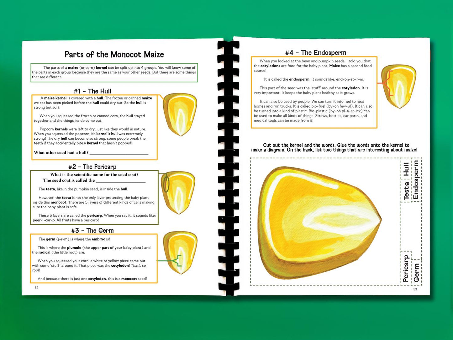 Botany Workbook for Homeschoolers - Grades 5β12 - Creative, Credit-Worthy Plant Science - Homeschool Middle School - Neurodivergent Friendly