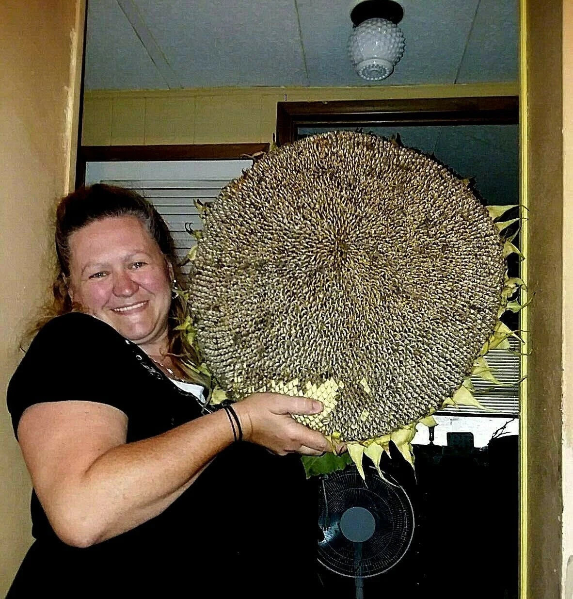 Godzilla Sunflower Seeds - Massive Heads