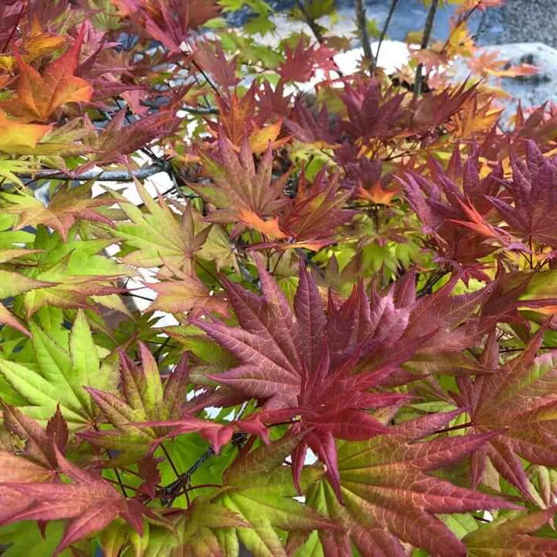 Moonrise Full Moon Japanese Maple Tree (Acer Shirasawanum 'Moonrise') Seeds - NEW FOR FALL 2024