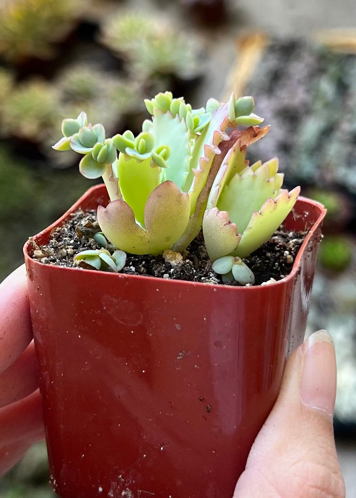 Mother of Thousands, Kalanchoe Succulent, Small Plant in 2”, 4”pot
