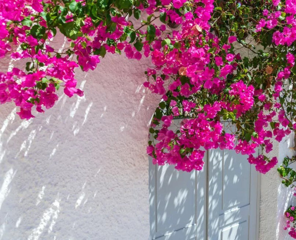 5 Pack COLOR BLAST Bougainvillea Trumpet Vine Flower Live Plant starter plants in small pot 2.5" x 4" Hummingbird Flowers