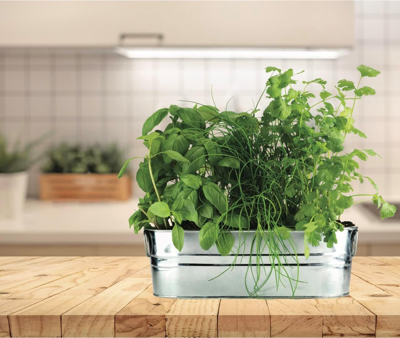 Organic Windowsill Grow Kit | Kitchen Herbs: Basil, Cilantro, and Chives Starter Kit for Kids & Adults | Guaranteed to Grow | Best Indoor-Outdoor Gardening Gift