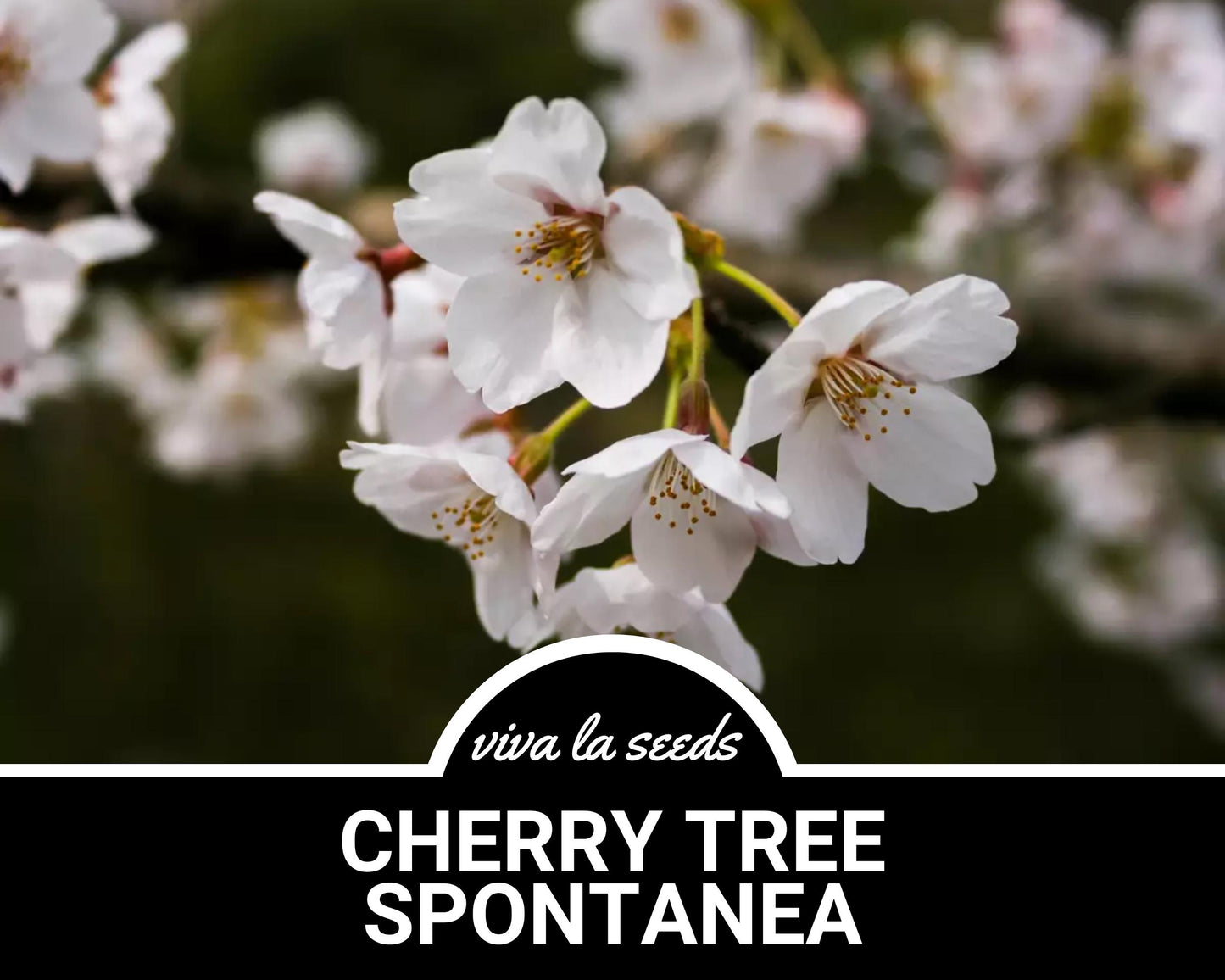 Cherry Tree, Japanese Flowering | 10 Seeds | Stunning Blooms | Hill Cherry | Mountain Cherry | Yamazakura | Prunus serrulata 'Spontanea'