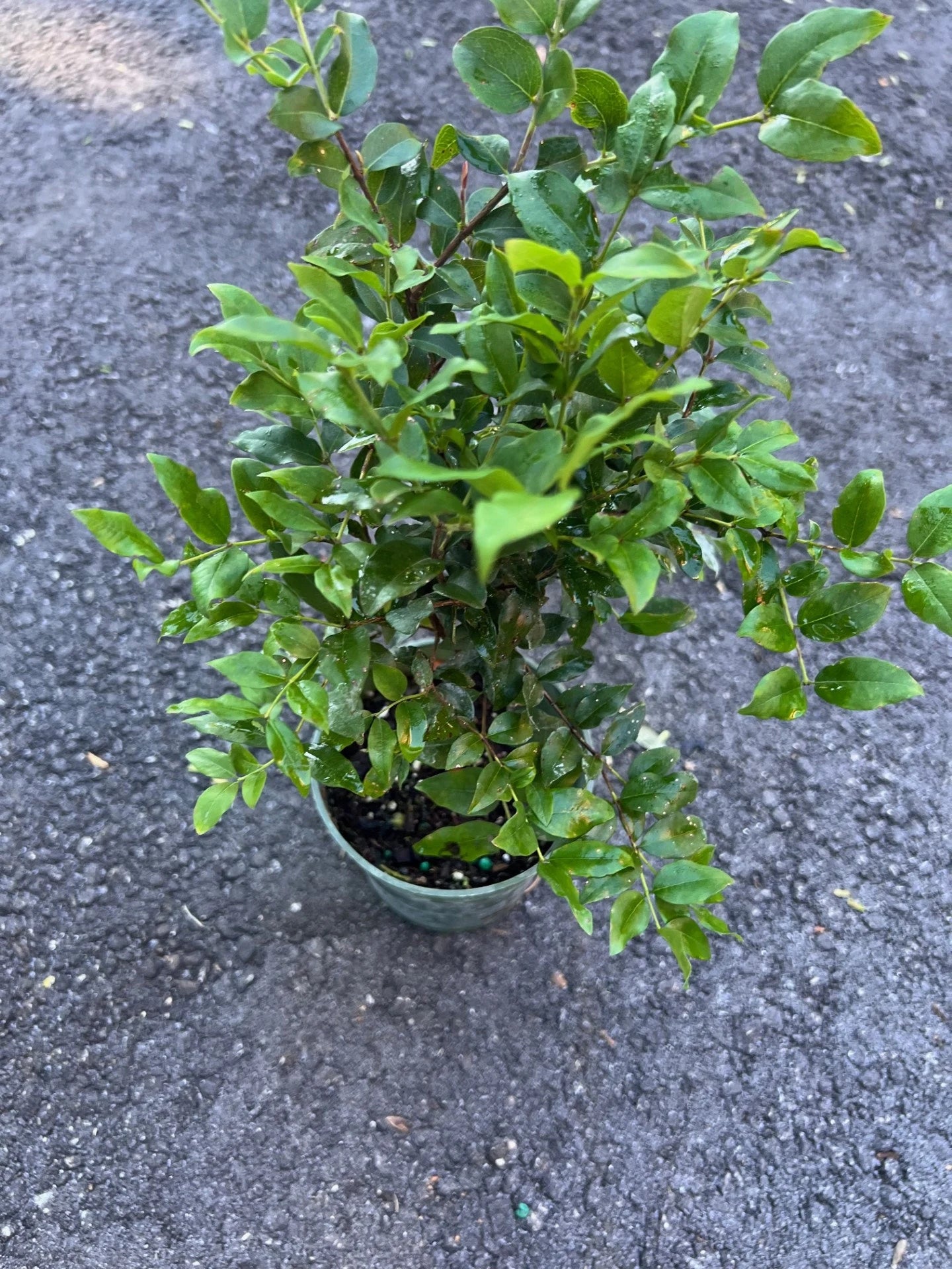 Myrciaria cauliflora Precoce dwarf Jaboticaba Fruit Tree in 4" Pot