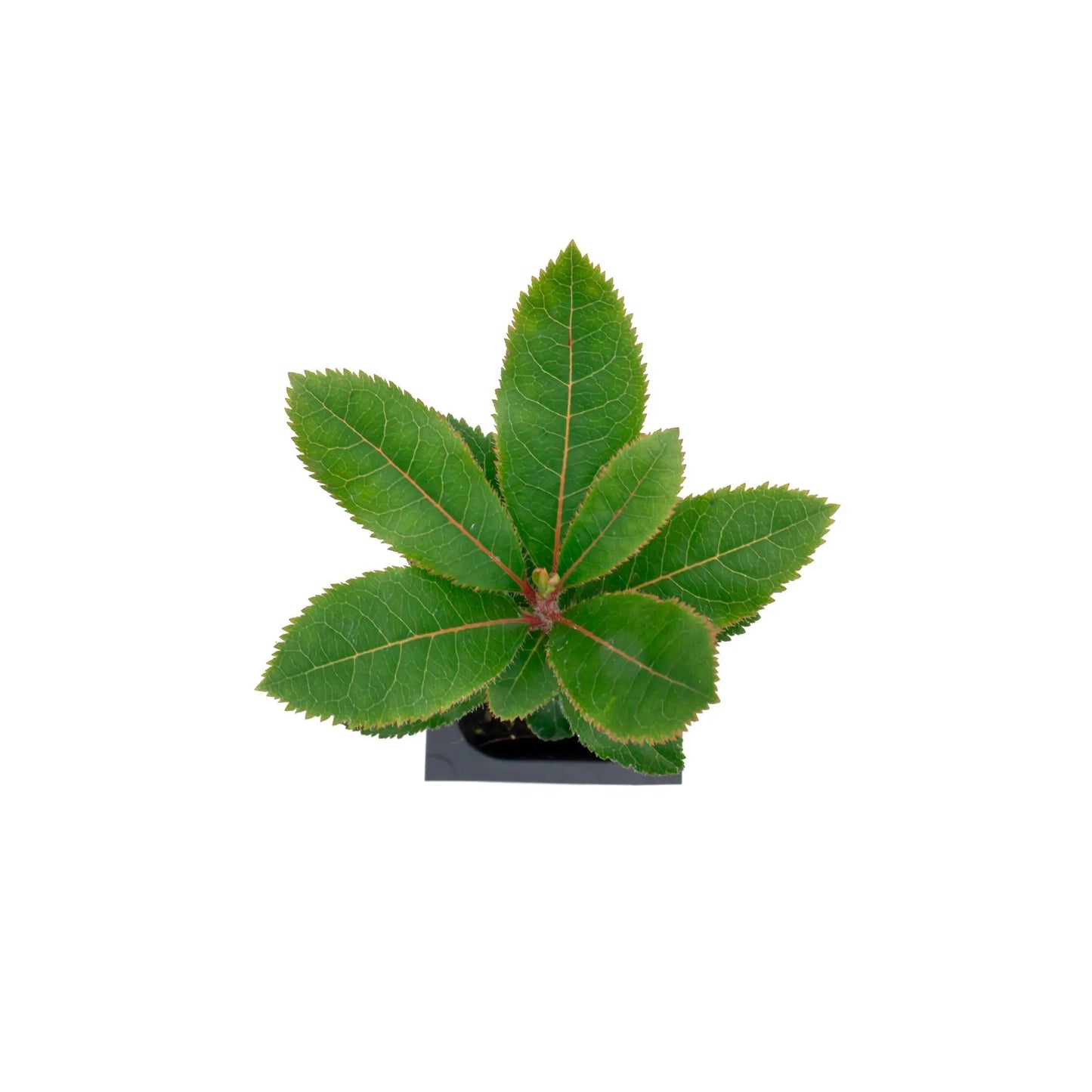 Live Strawberry Tree Plants (Arbutus Unedo) – Sweet Resilient Beauty, Thriving in 2.5" Nursery Cubes