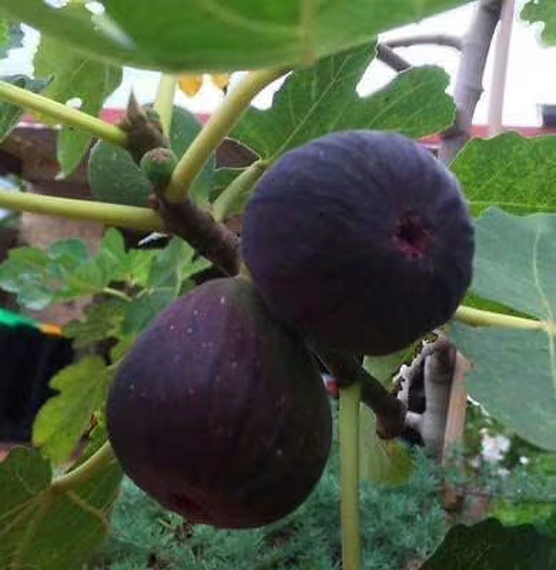 Fresh Fig Tree Cuttings  Select the Variety and Quantities You Want