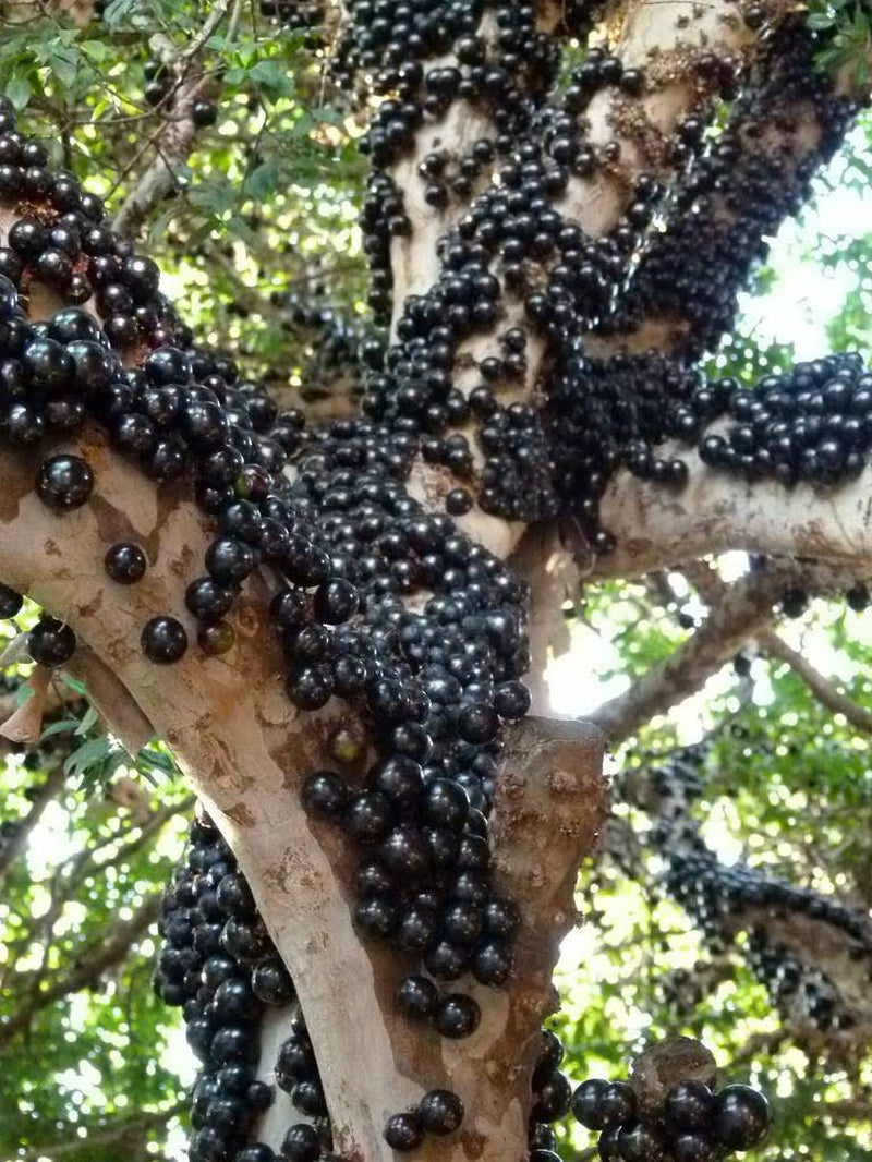Brazilian Grape Tree~~Jaboticaba Plinia Cauliflora Sabara Fruit~~Small Rooted STARTER Plant