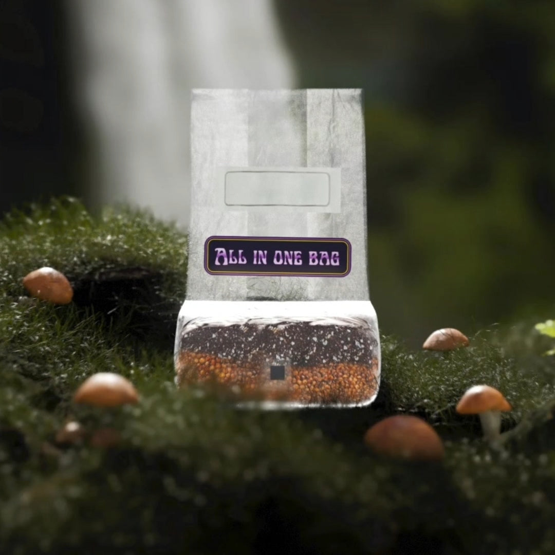 6lbs All-in-One Mushroom Grow Kit in a Bag | HUGE FLUSHES | Easy to Use